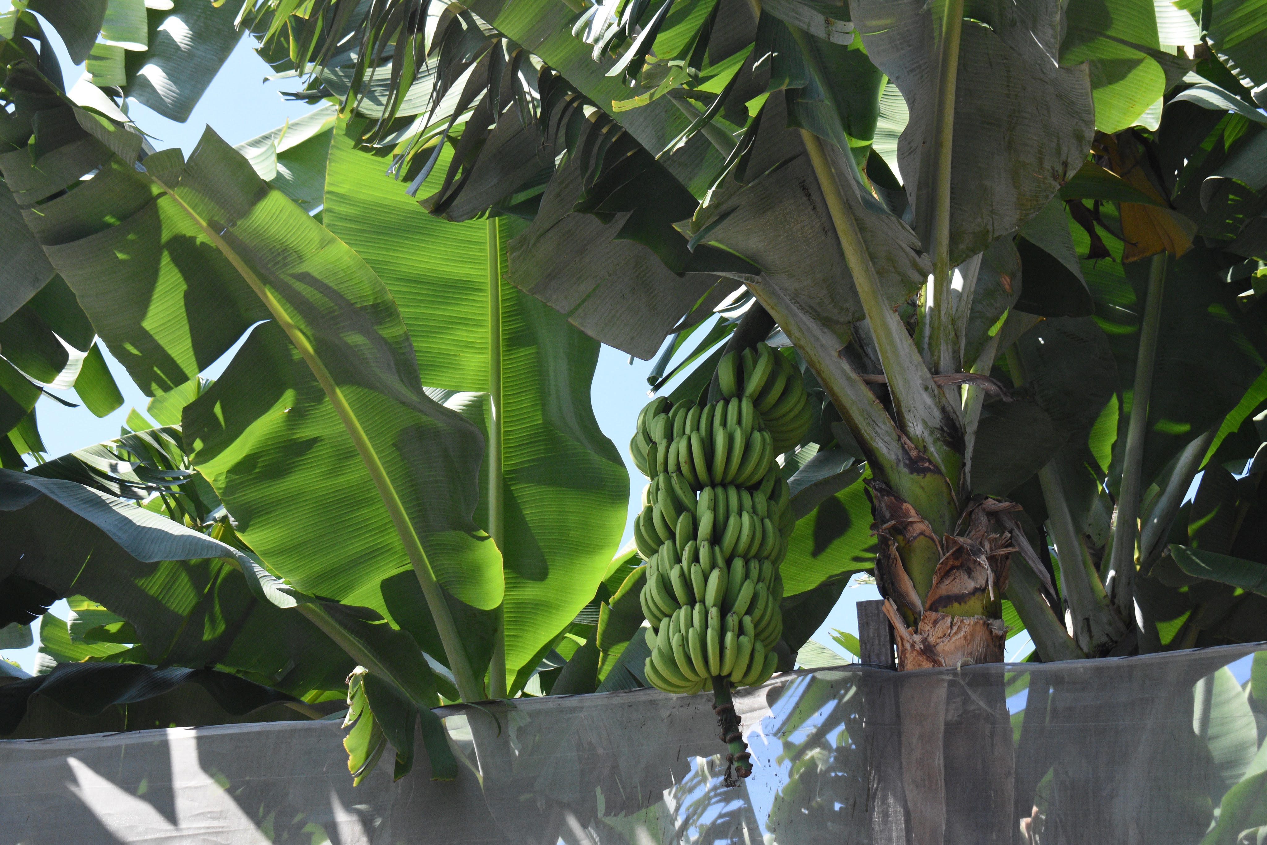 Bananas on Tree