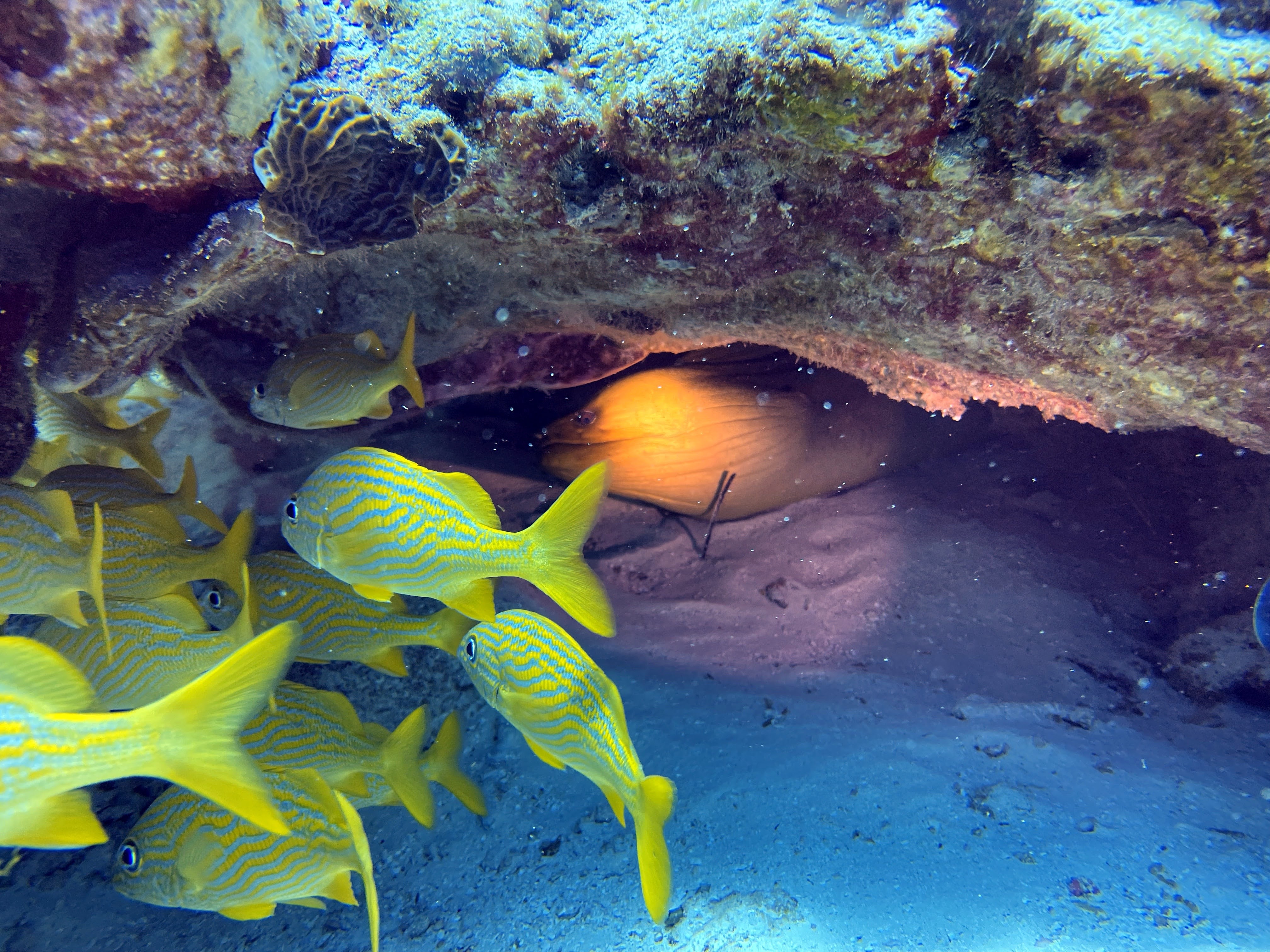 yellow fish swimming by green eel